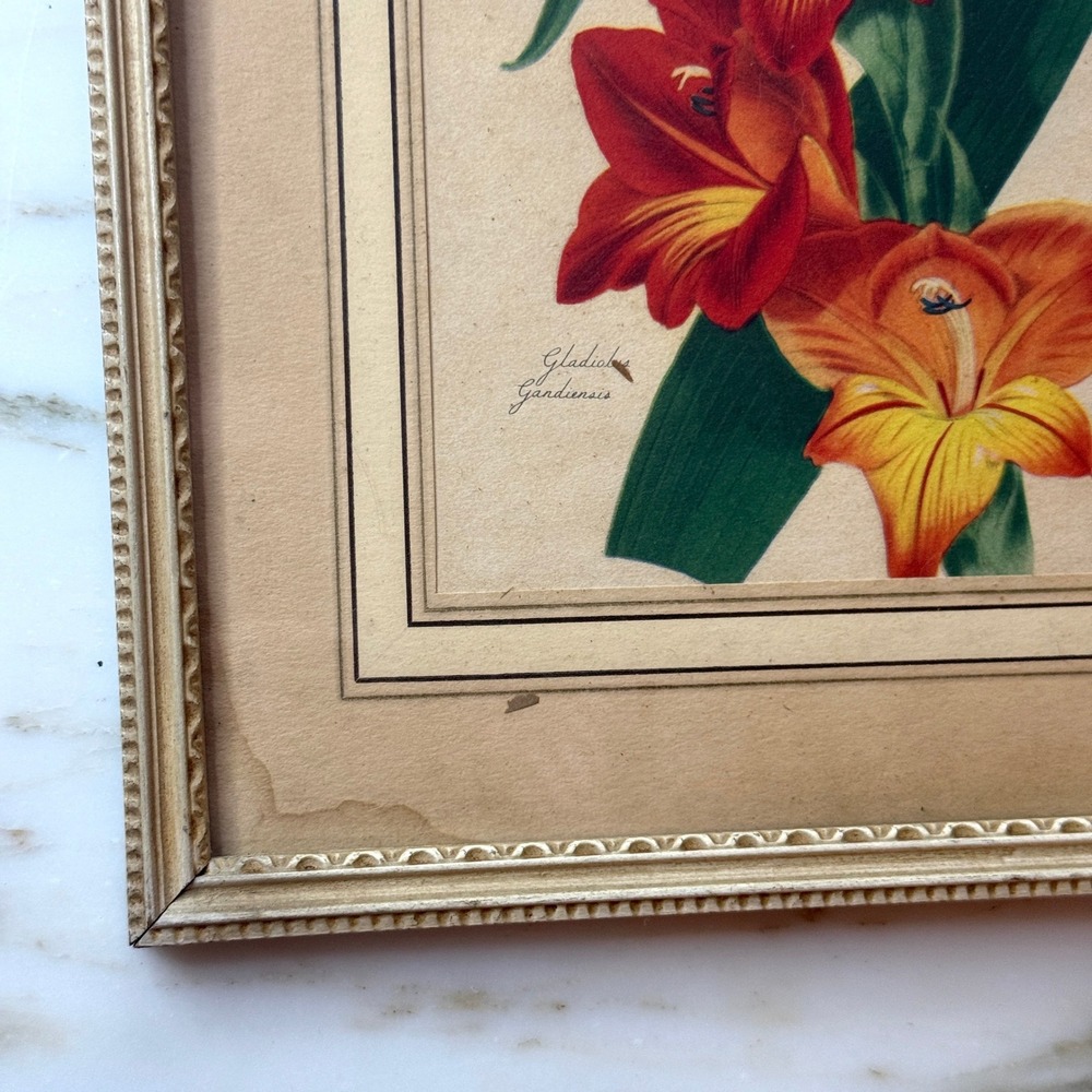 Vintage Gladiolus Gandavensis Botanical Print Framed Floral Lithograph Wall Art - Picture 4 of 6
